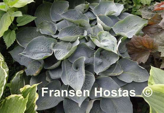 Hosta Ah-ha-ha-bah